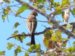 Emberiza tahapisi nivenorum
