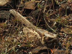 Caprimulgus asiaticus