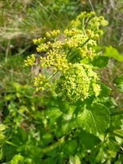 Smyrnium olusatrum