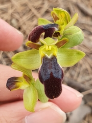 Ophrys fusca