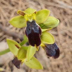 Ophrys fusca