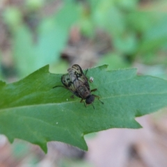 Rhagio dichromaticus