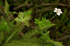 Geranium aculeolatum