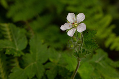 Geranium aculeolatum