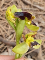 Ophrys fusca