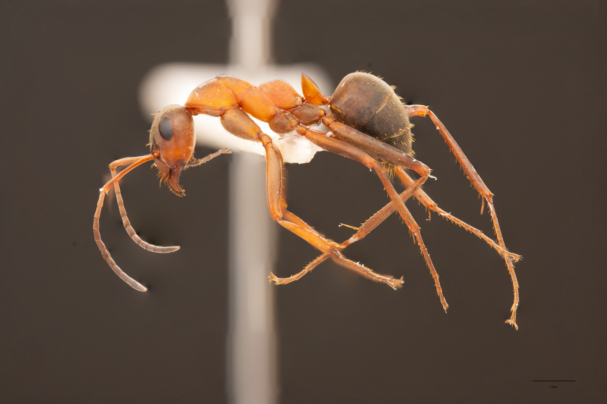 Formica glabridorsis