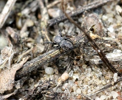 Sibianor aurocinctus