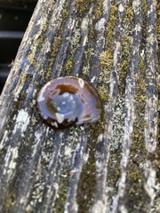 Planorbarius corneus