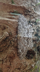 Percnia fumidaria