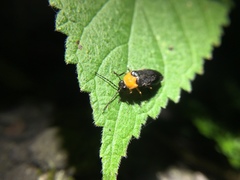 Abscondita cerata
