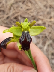 Ophrys fusca
