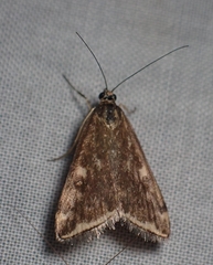 Loxostege munroealis