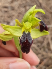 Ophrys fusca
