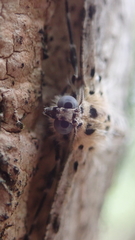 Percnia fumidaria