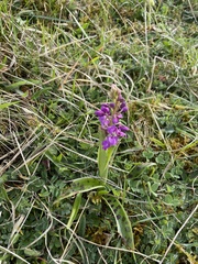 Orchis mascula