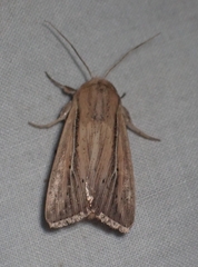 Leucania phragmitidicola