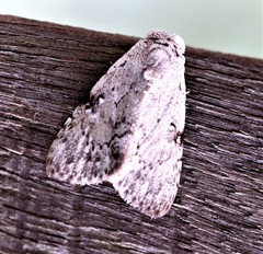 Barasa cymatistis
