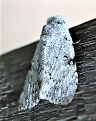 Barasa cymatistis