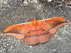 Antheraea formosana