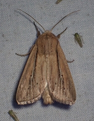 Leucania phragmitidicola