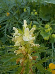 Pedicularis foliosa