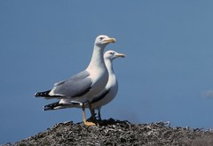 Larus michahellis