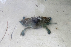 Callinectes exasperatus