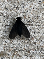 Chrysopilus velutinus