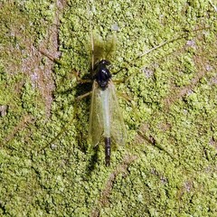 Microtendipes pedellus