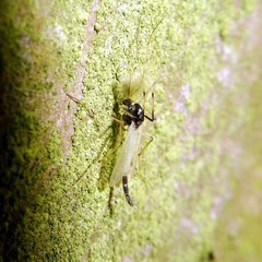 Microtendipes pedellus