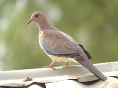 Streptopelia senegalensis