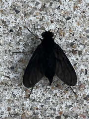 Chrysopilus velutinus