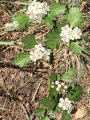 Crataegus monogyna