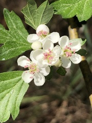 Crataegus monogyna