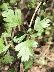 Crataegus monogyna