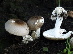 Amanita mairei