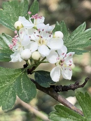 Crataegus monogyna