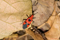 Dysdercus sanguinarius