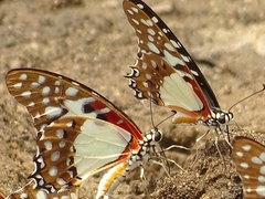 Graphium angolanus