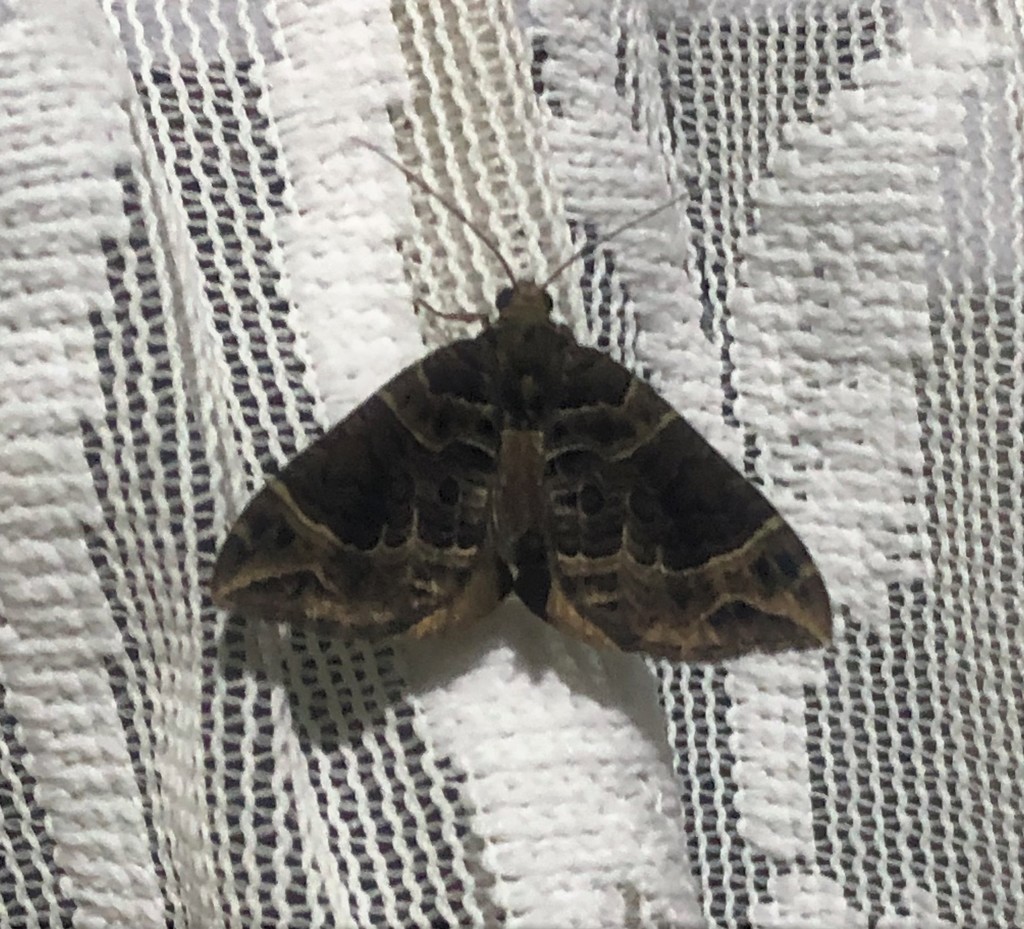 Ecliptopera obscurata