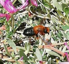 Megachile sicula