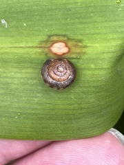 Trochulus striolatus