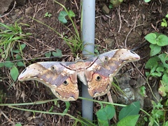 Rinaca thibeta okurai