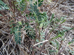 Astragalus incanus