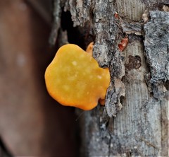 Piptoporus australiensis