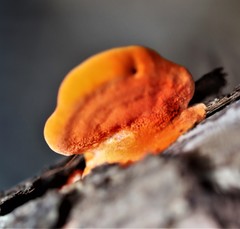 Piptoporus australiensis