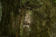 Polylopha epidesma