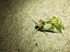 Nacna buschmannferenci