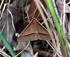 Epidesmia chilonaria