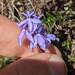 Lobelia irasuensis 3